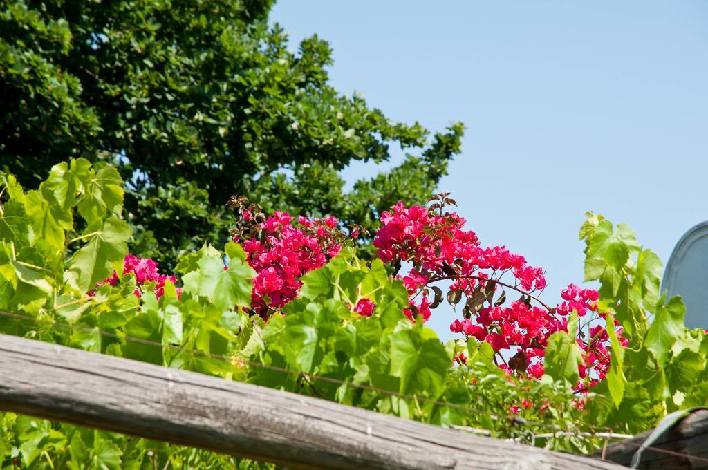 Wittedrift Manor House Hotel Тулбаг Екстериор снимка
